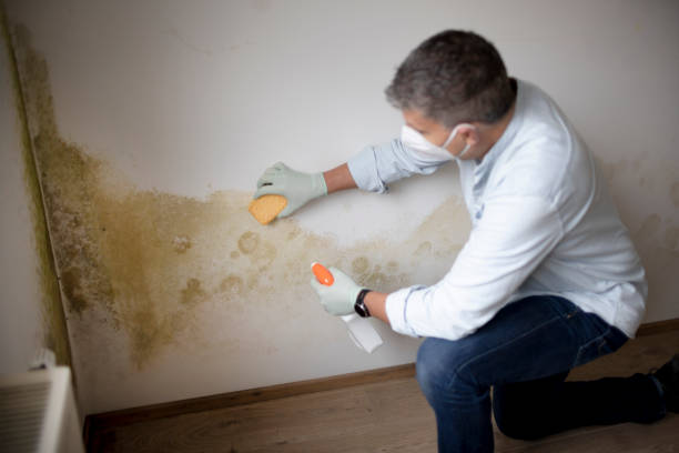 Best Black Mold Removal  in Fairfield, IL